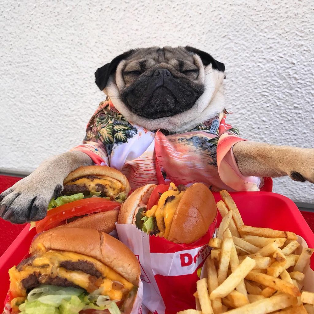 15 Pug Instagram Accounts we’re totally gushing over