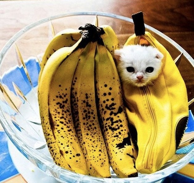 instagram banana kitty 