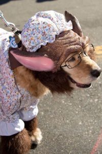 grandma wolf dog costume