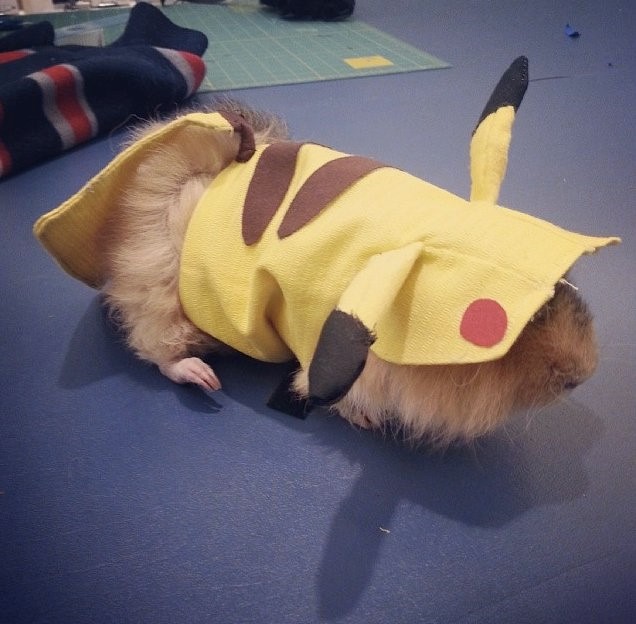 guinea pig costume pikachu