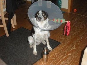 martini dog costume cone