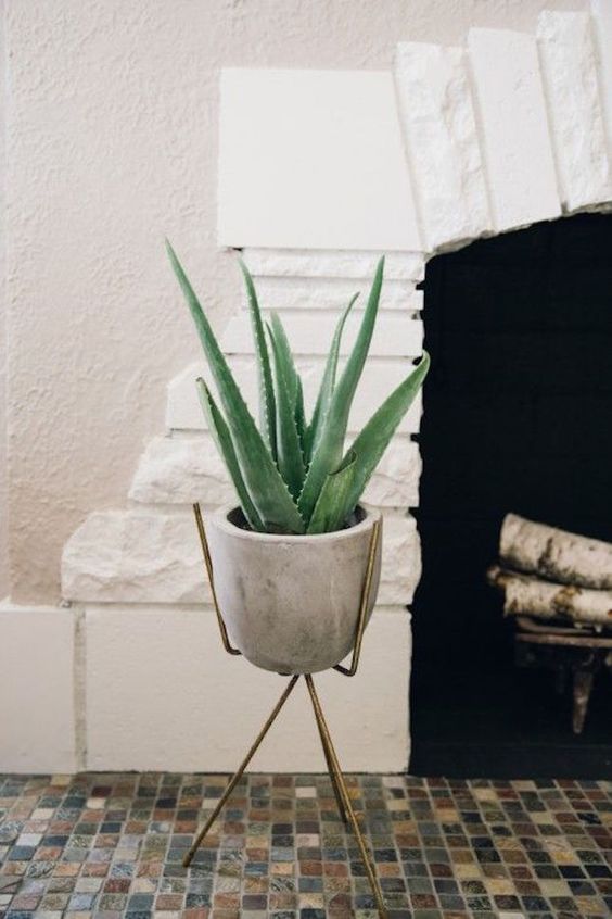 aloe vera indoor plants